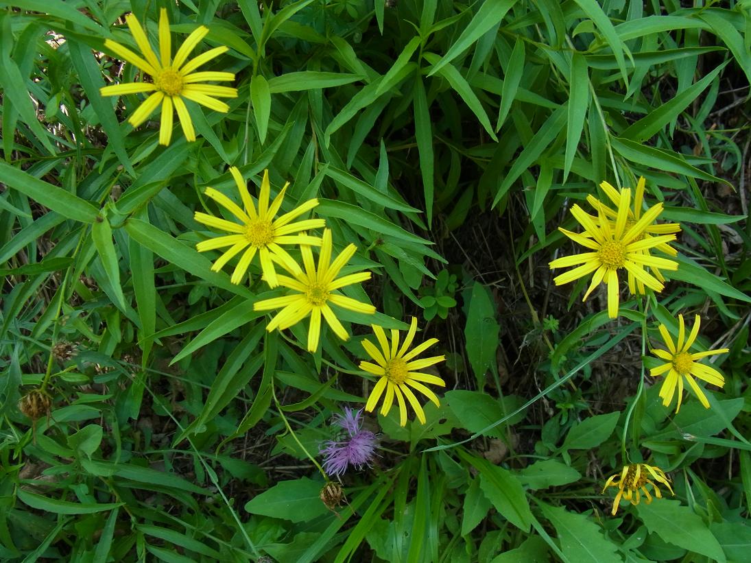 Buphthalmum salicifolium subsp. flexile / Asteroide salicina flessuosa